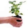 Hands holding plant