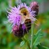 A bee on a flower