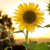 Sunflower photo